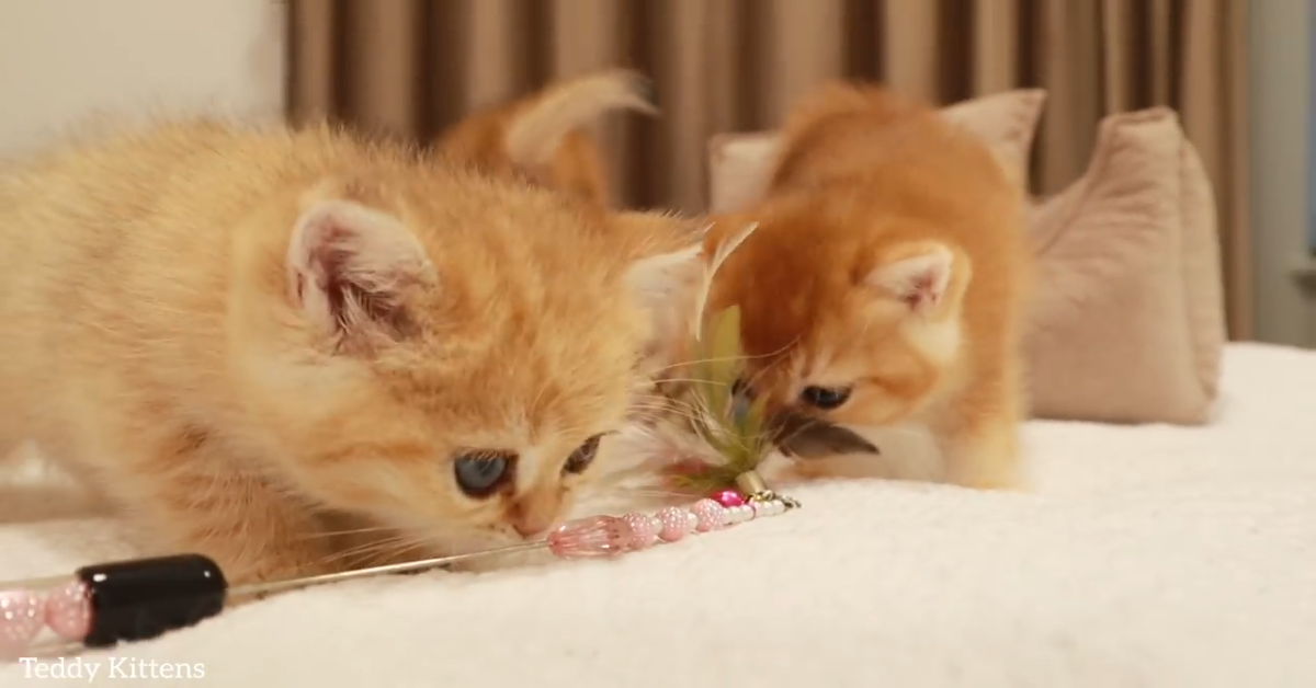 Gattina Anabel coccola i suoi piccoli gattini (VIDEO)