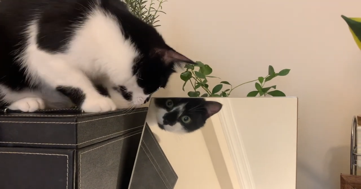 La gattina Nami si guarda allo specchio con molta insistenza (VIDEO)