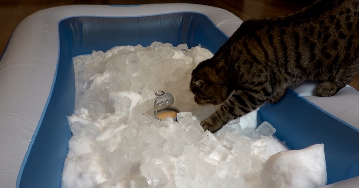 gattina Rory alle prese con la Ice Bath Challenge