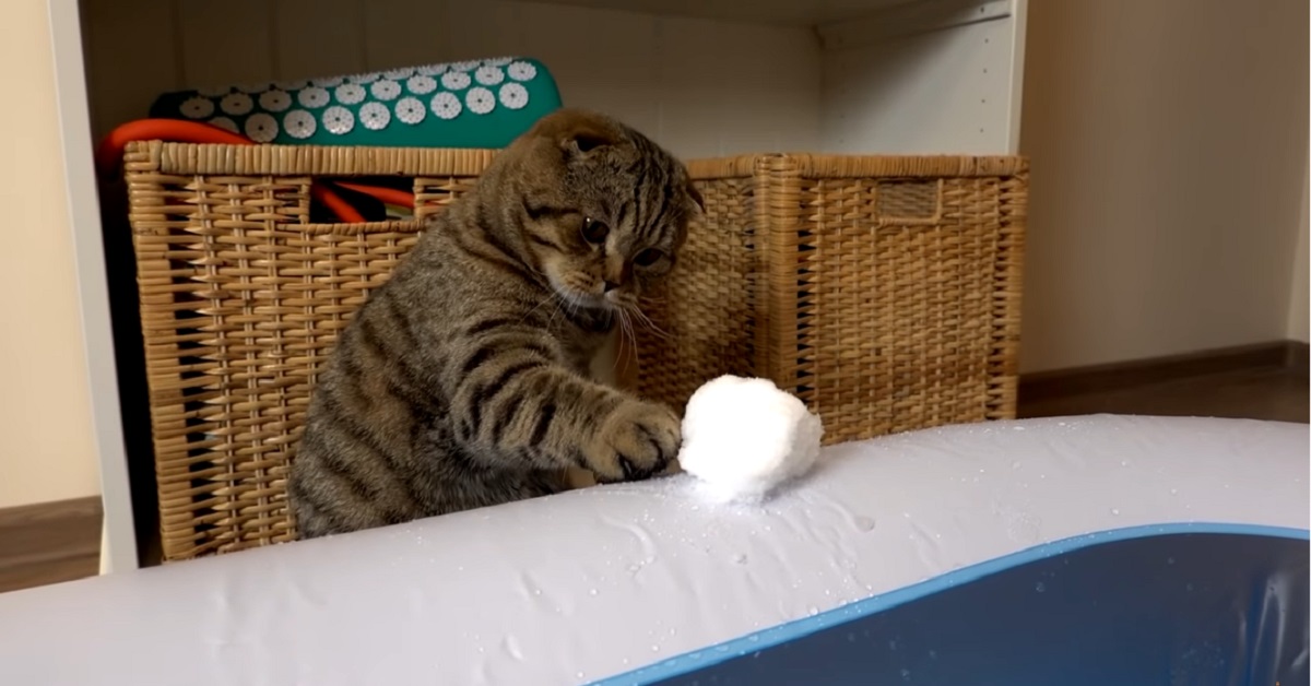 Ice Bath Challenge, la gattina Rory riuscirà a camminare sulla neve? (VIDEO)