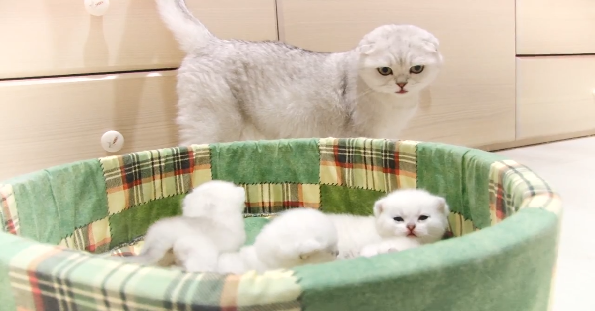 Una gattina Scottish Fold parla con i suoi cuccioli di poche settimane
