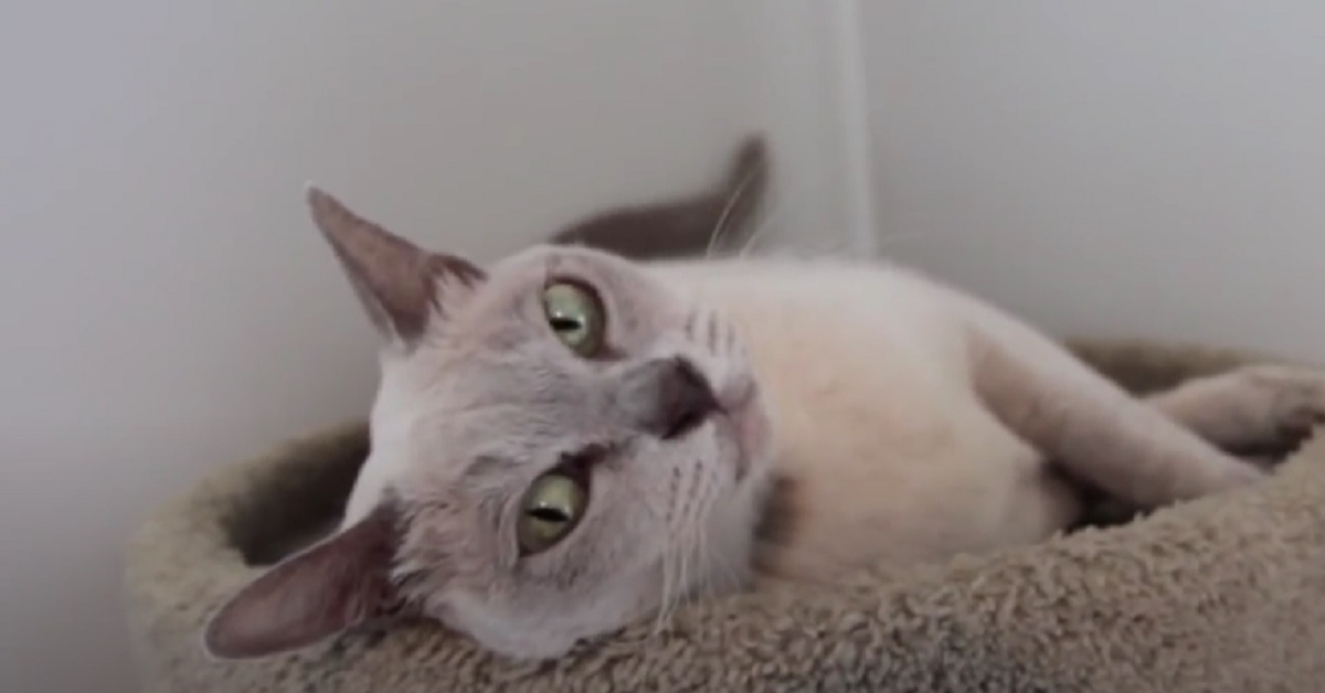 Gattina Burmese sopravvive ad un lavaggio in lavatrice di 20 minuti, ecco il video del miracolo