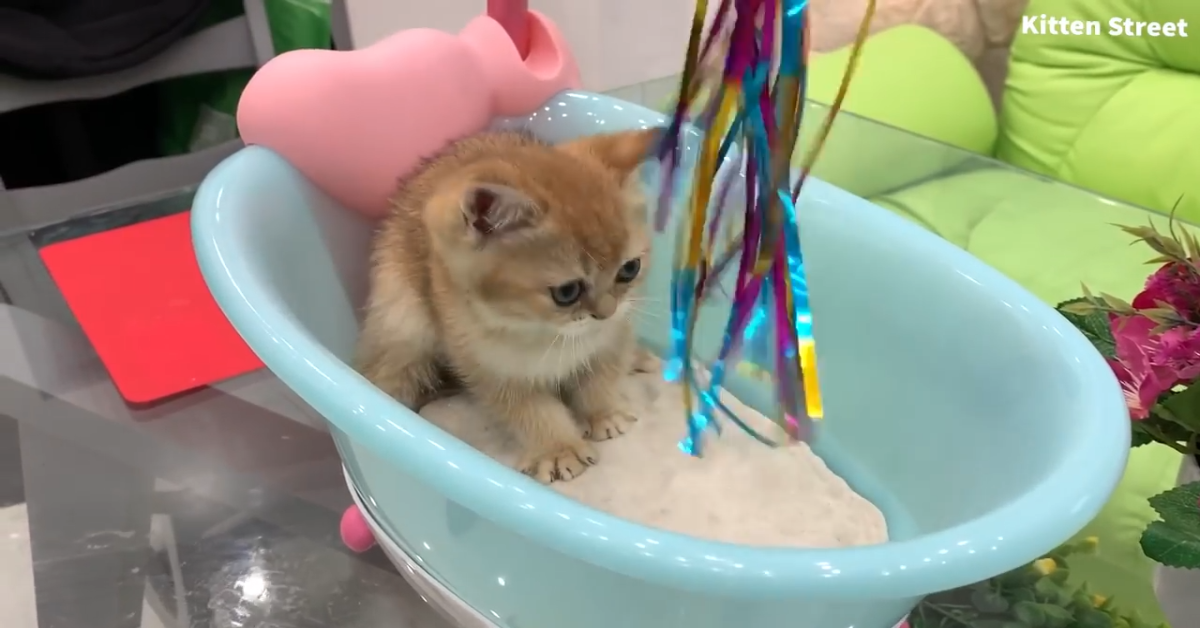 Una gattina fa un bagno particolare in compagnia del padrone (VIDEO)