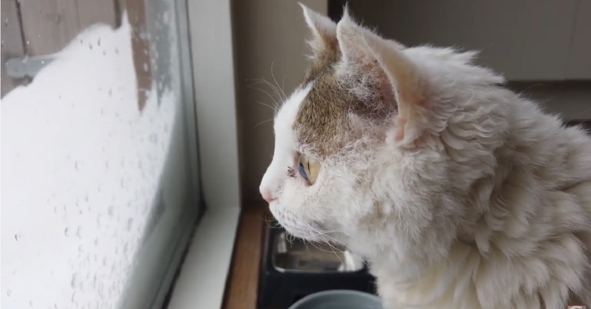 I gattini Bowie e Bella vedono la neve per la prima volta (VIDEO)