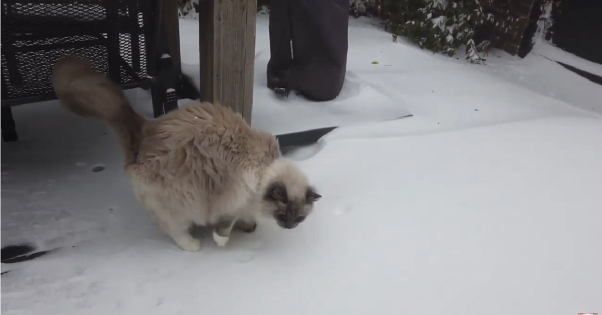 gattini Bowie e Bella vedono la neve per la prima volta 