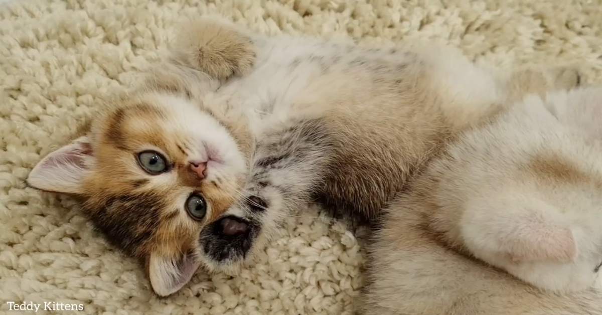 Gattini Toffee e Milky sono rilassati con la padrona (VIDEO)