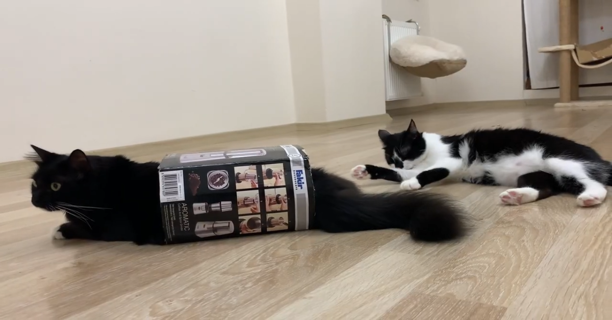 I gattini Uni e Nami si divertono e giocano insieme in modo carino (VIDEO)