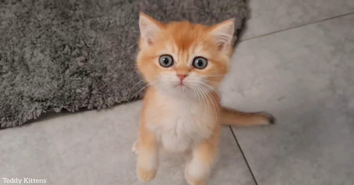 Dei gattini affamati mangiano con grande voracità (VIDEO)