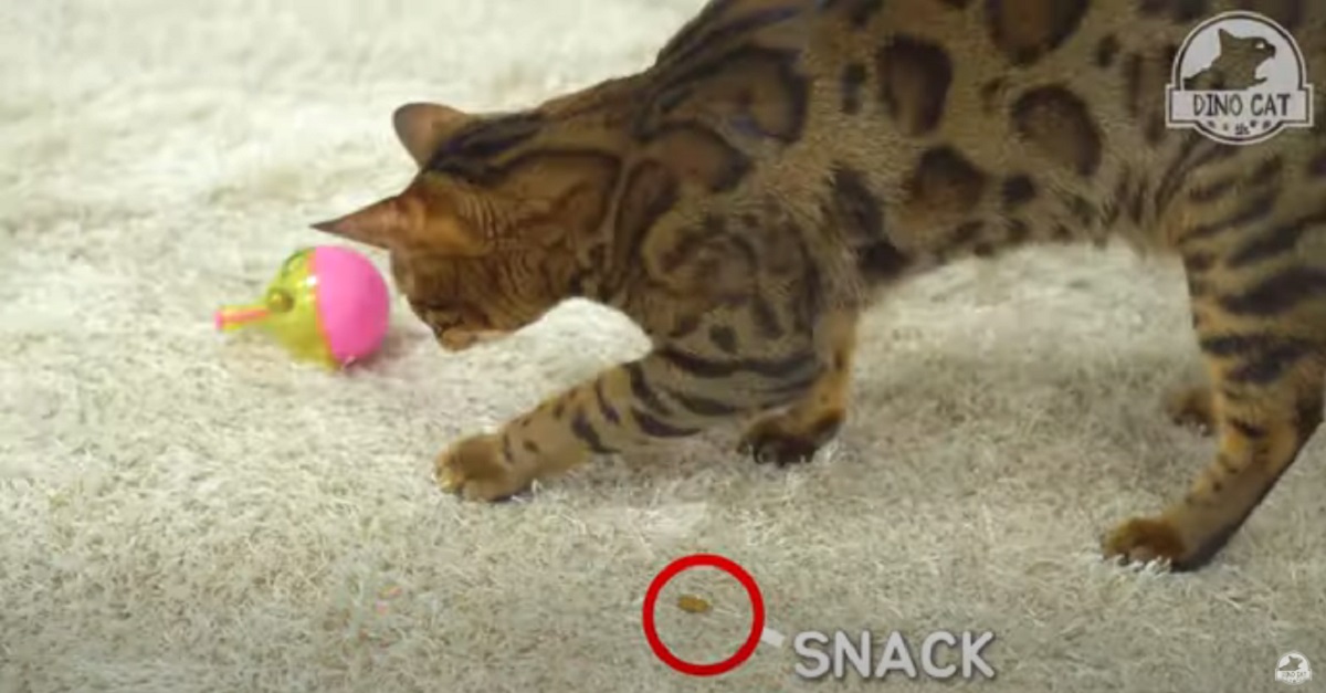 gattini che cercano di far uscire il cibo dal giocattolo