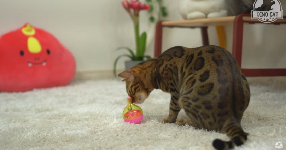 I gattini che cercano di far uscire il cibo dal giocattolo (VIDEO)