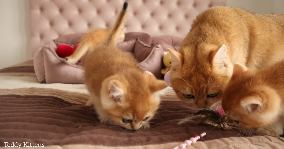 Dei gattini dolcissimi giocano insieme e si rilassano moltissimo (VIDEO)