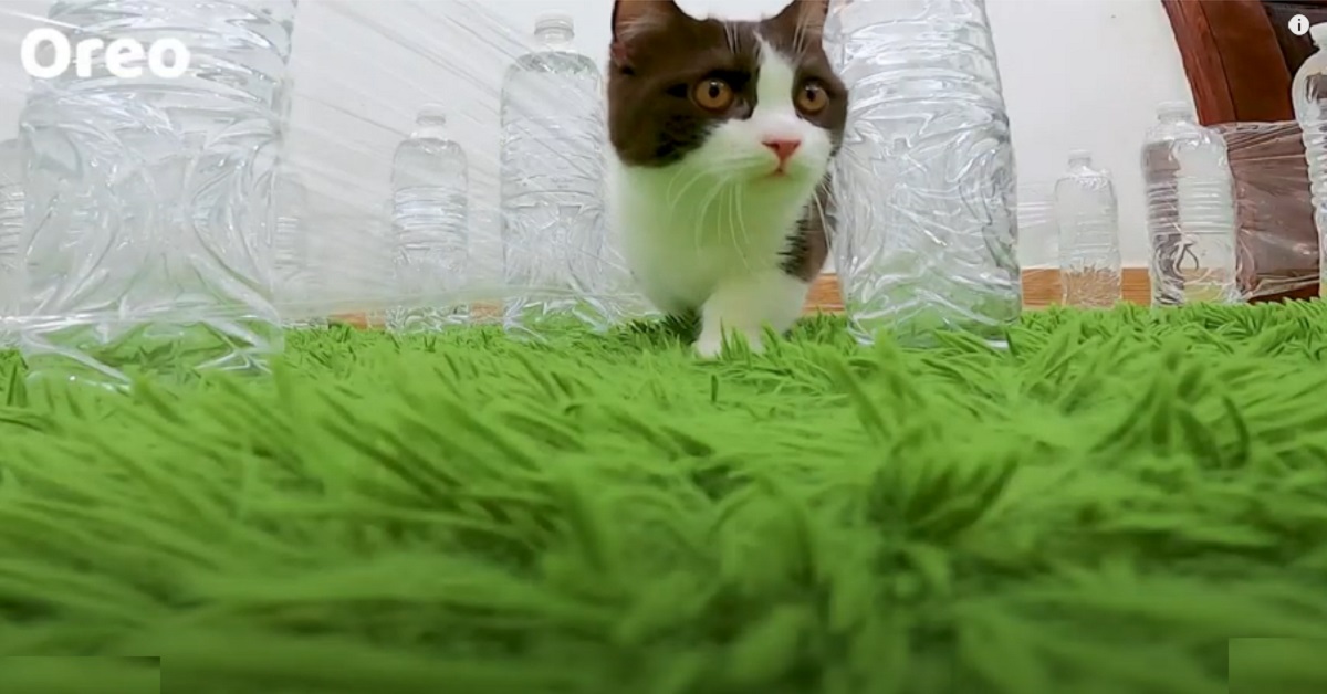 gattini e il labirinto invisibile