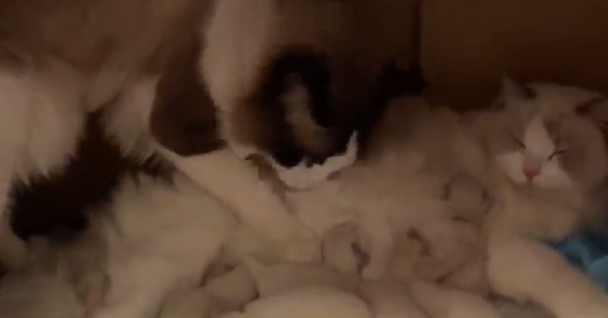 Gattini genitori sono felici della propria famiglia (VIDEO)