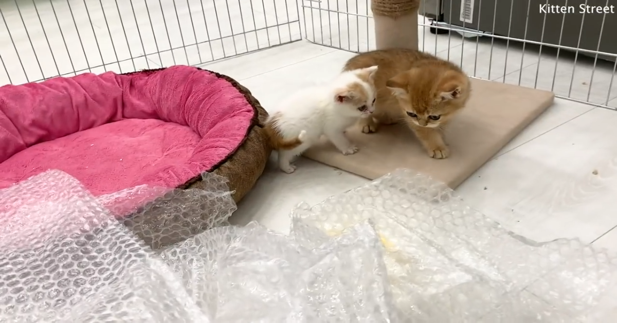 Gattini giocano con le bolle di un sacchetto da imballaggio (VIDEO)