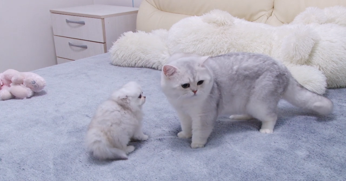 Dei gattini incontrano un gatto grande per la prima volta (VIDEO)
