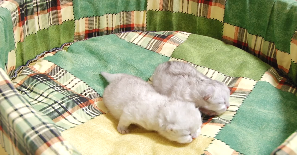 Due gattini non possono fare a meno di stare con la loro mamma (VIDEO)