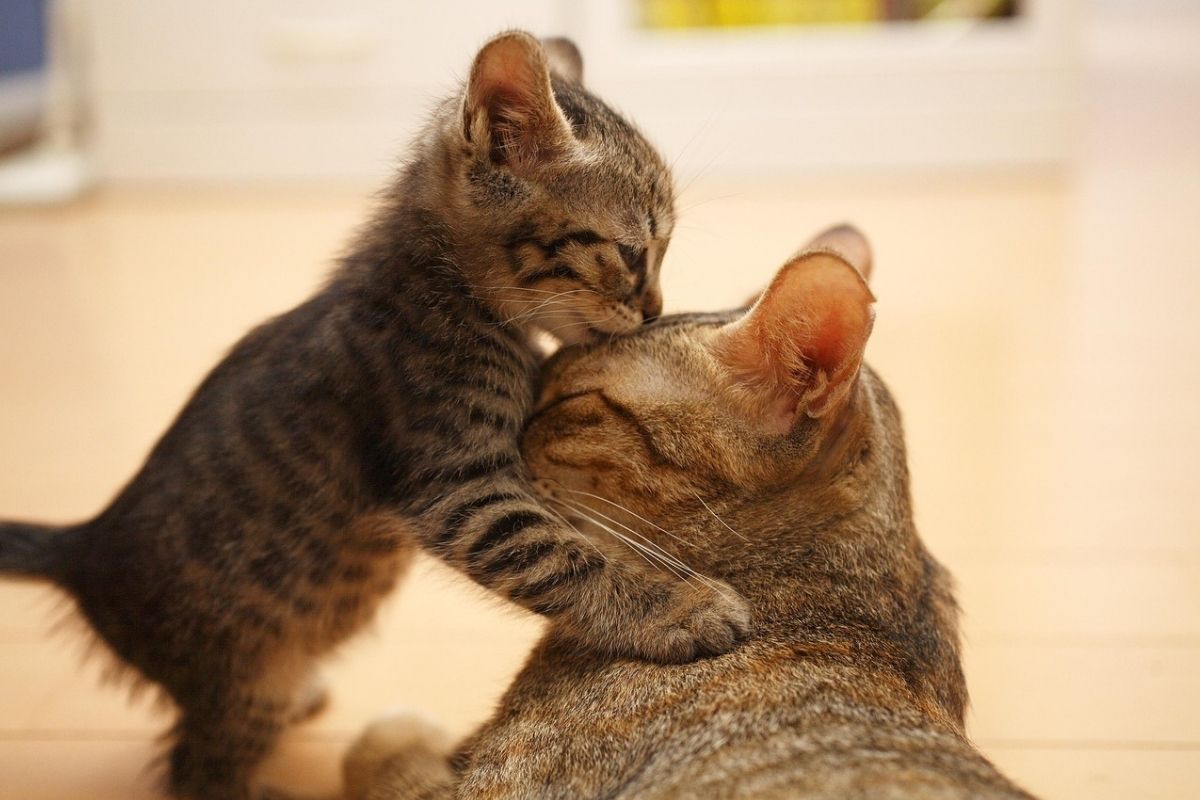 I gattini sentono la mancanza della mamma oppure no?