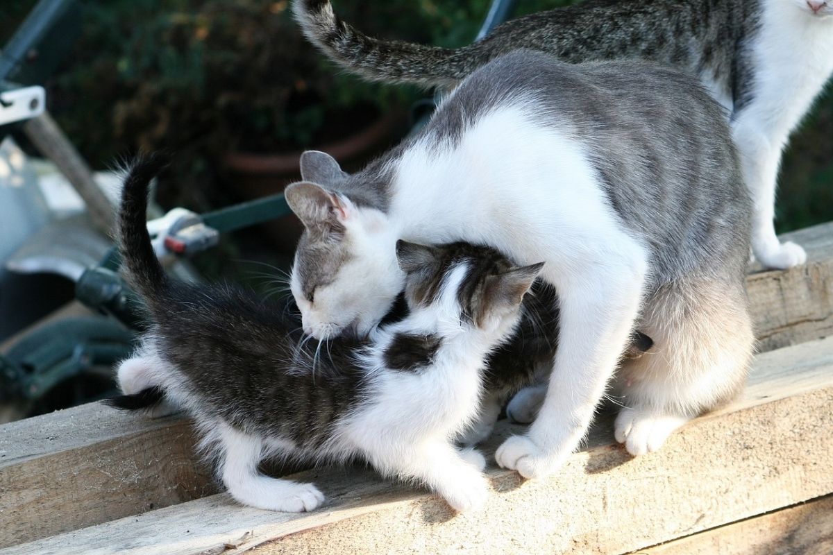 gatta lecca la schiena del suo piccolo