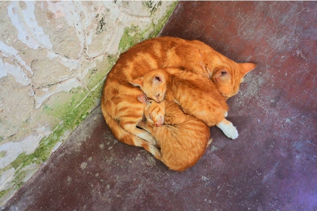 gatta rossa con gattini