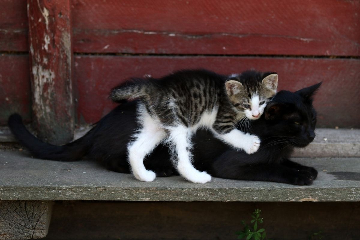 gattino bianco e grigio sulla schiena di gatto nero
