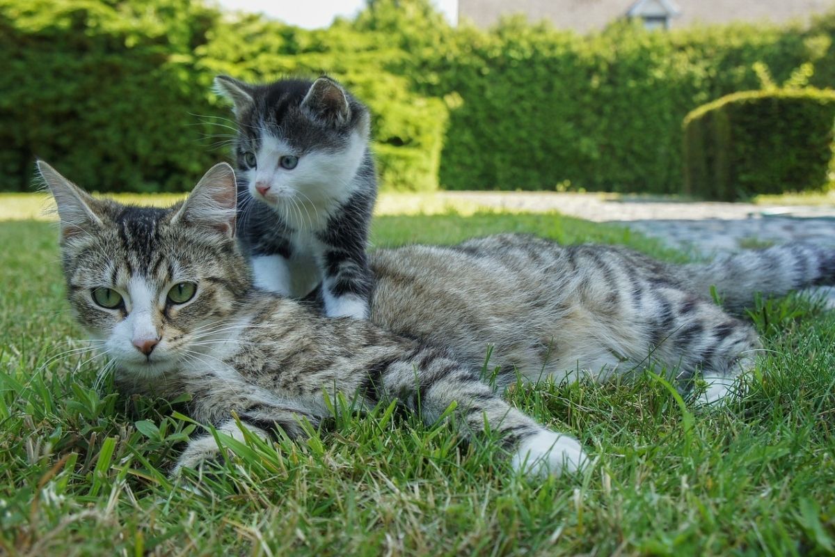 gatta e gattino su un prato