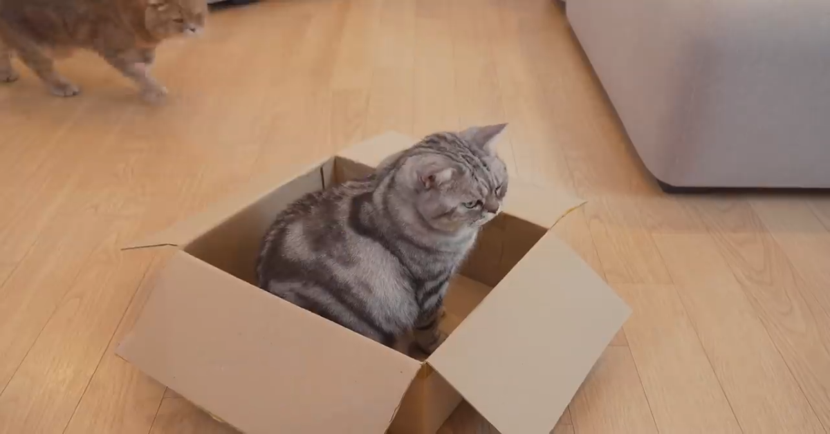 Dei gattini si divertono moltissimo con il padrone (VIDEO)