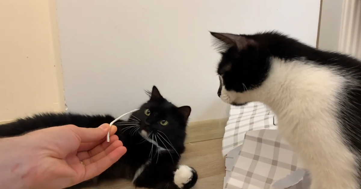 Due gattini sono molto felici di giocare con qualcosa di nuovo (VIDEO)