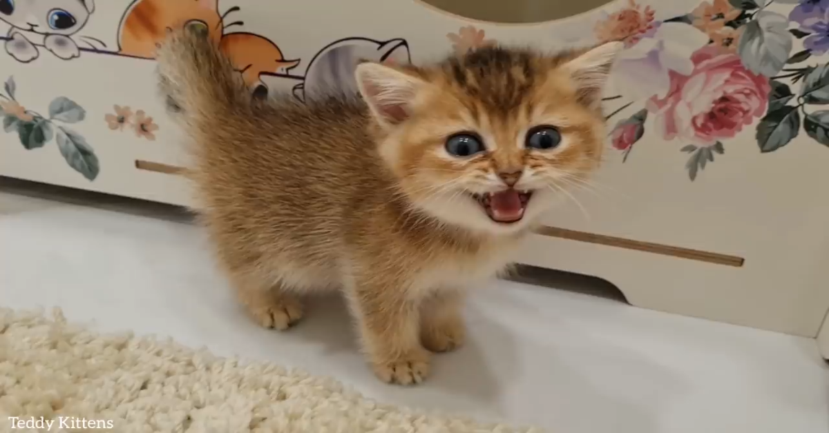 Dei gattini vogliono mangiare subito e lo comunicano alla loro padrona (VIDEO)