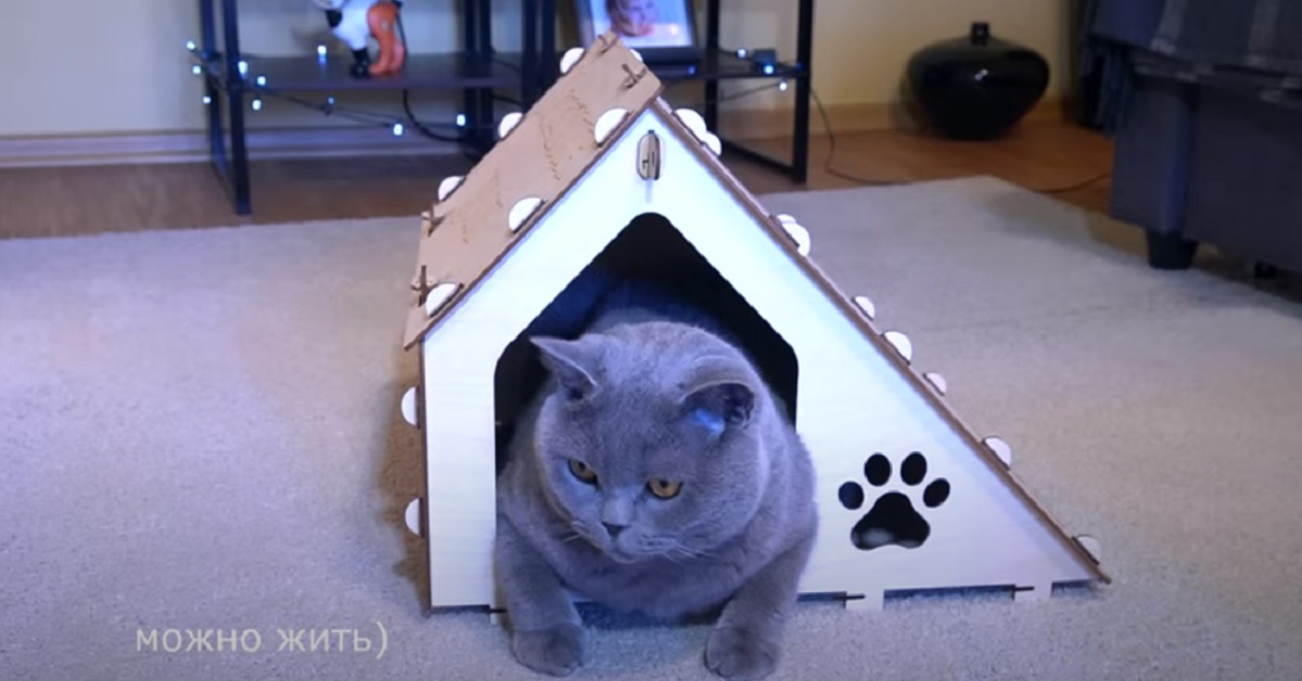 Il gattino British Shorthair supervisiona la costruzione della nuova cuccia (VIDEO)