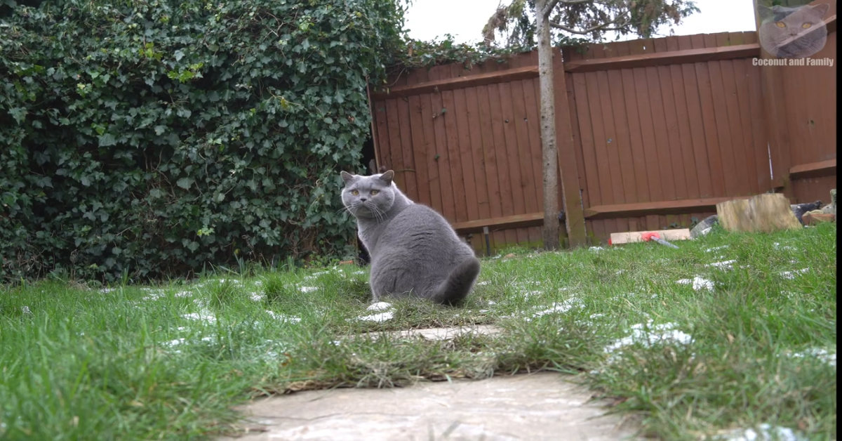 Il gattino Coco passeggia in giardino sotto la supervisione del padrone (VIDEO)