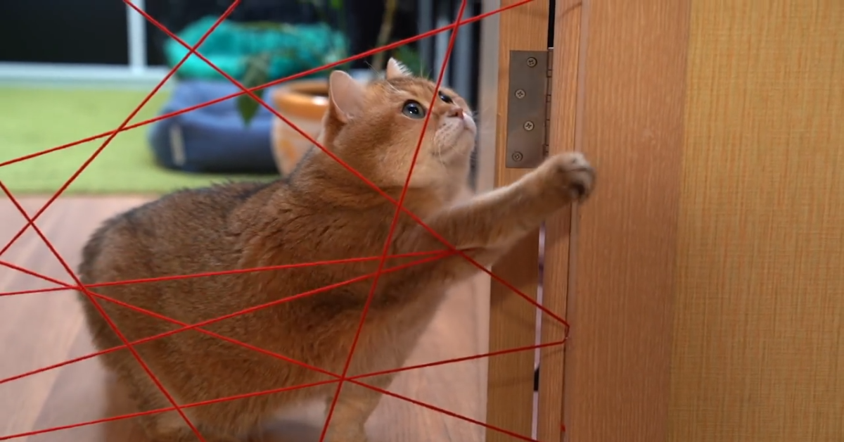 Il gattino Hosico supera una sfida difficile per ben due volte (VIDEO)