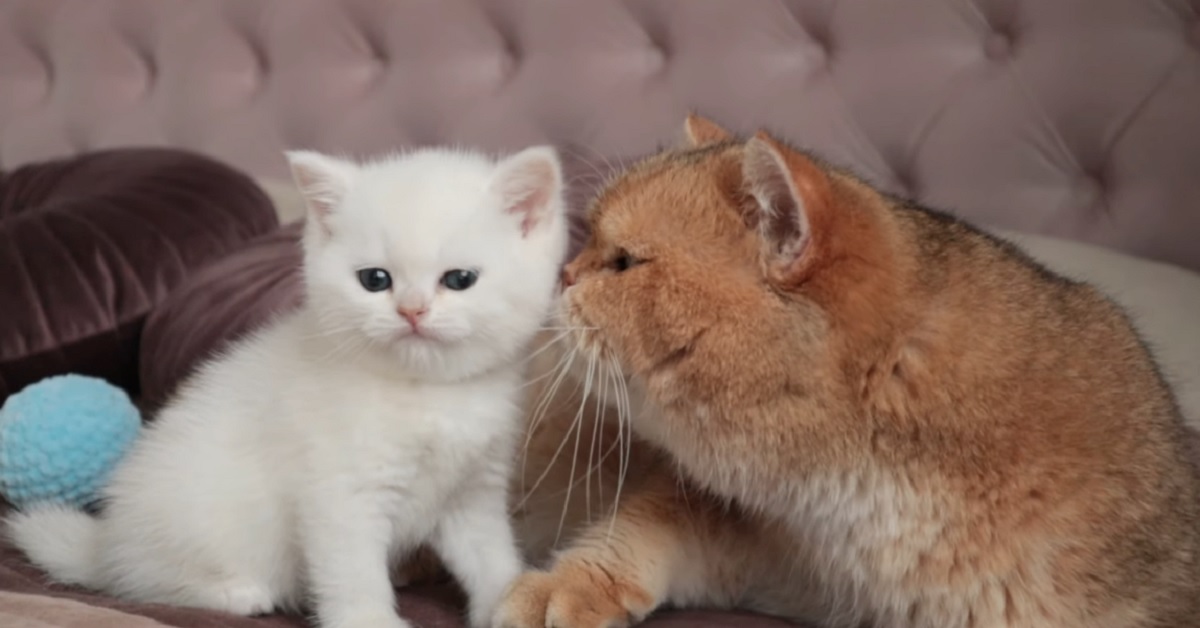 gattino Kokos incontra per la prima volta suo papà William