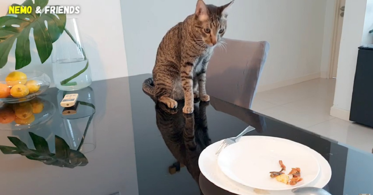 Il gattino Nemo cerca di resistere al cibo incustodito lasciato sul tavolo (VIDEO)