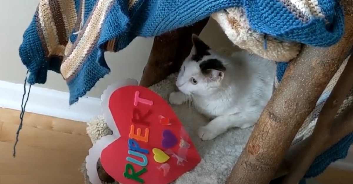 Il gattino Rupert riceve un regalo di San Valentino dalla sua sorellina umana (VIDEO)