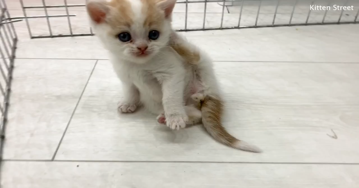 Il gattino Willie si lava per la prima volta in un modo dolcissimo (VIDEO)