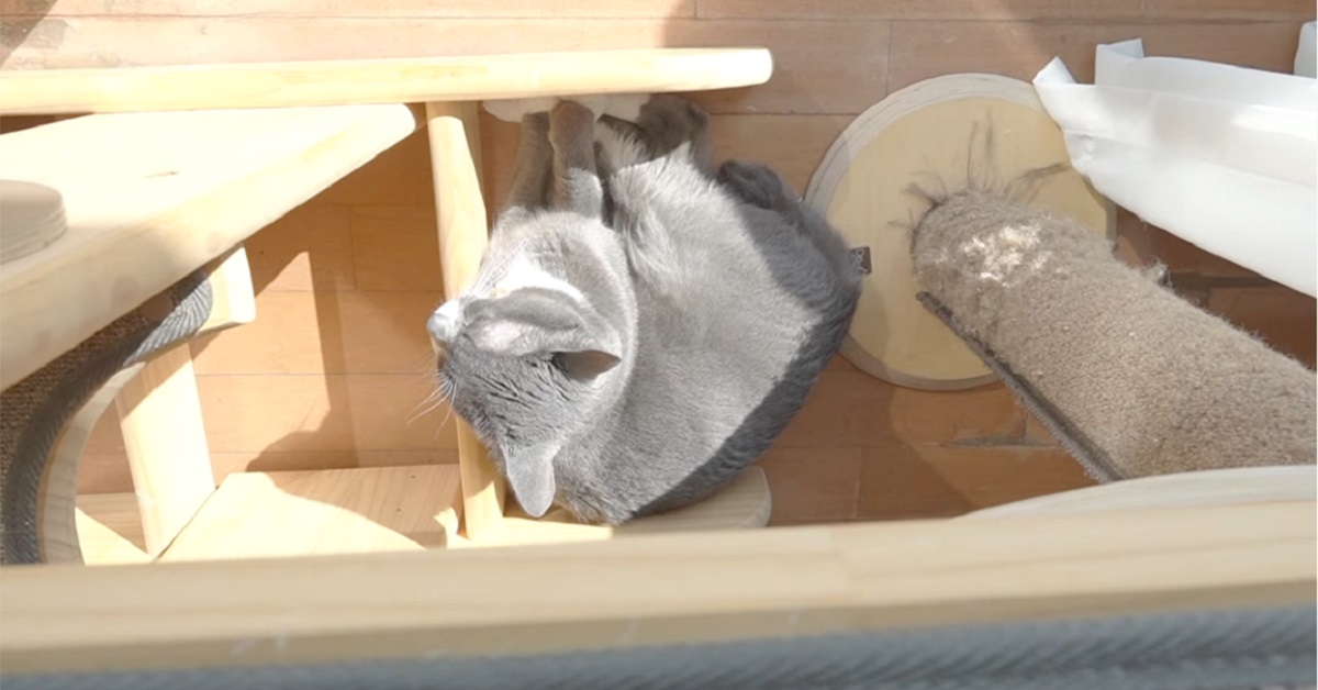 gattino Zenguri non vuole essere disturbato mentre si rilassa al sole al mattino