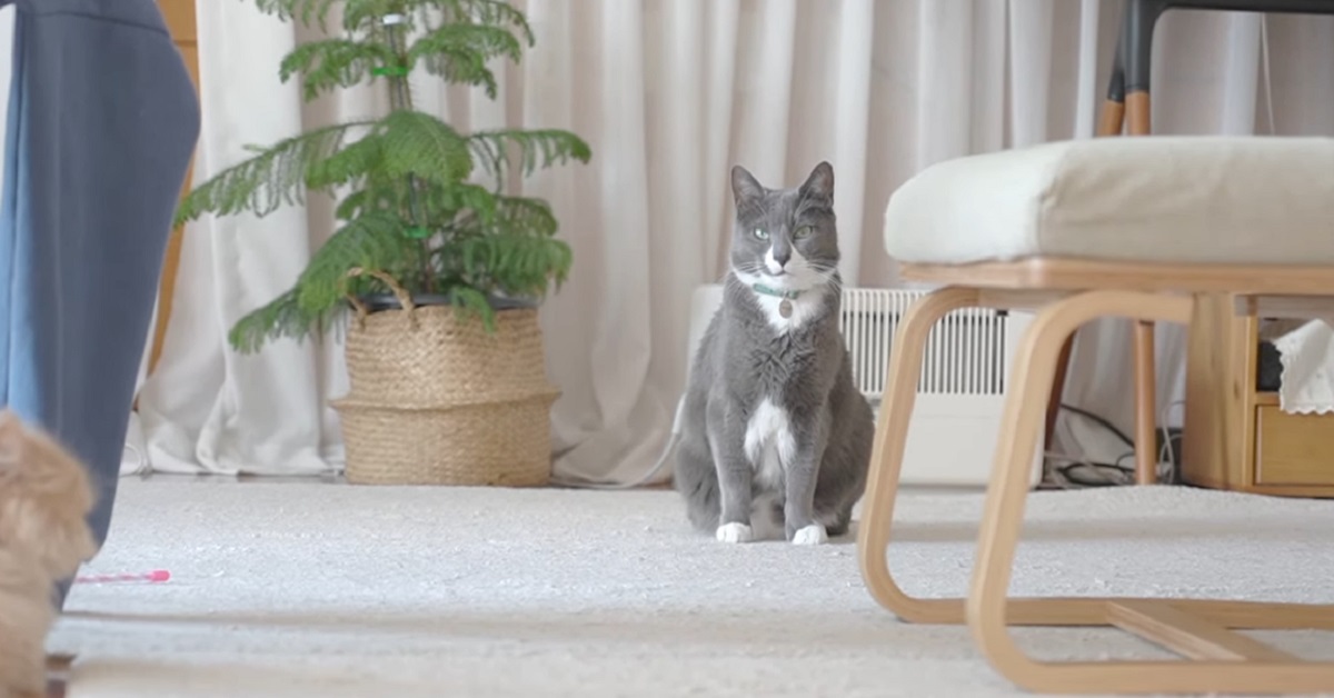 Il gattino Zenguri non vuole essere disturbato mentre si rilassa al sole al mattino (VIDEO)