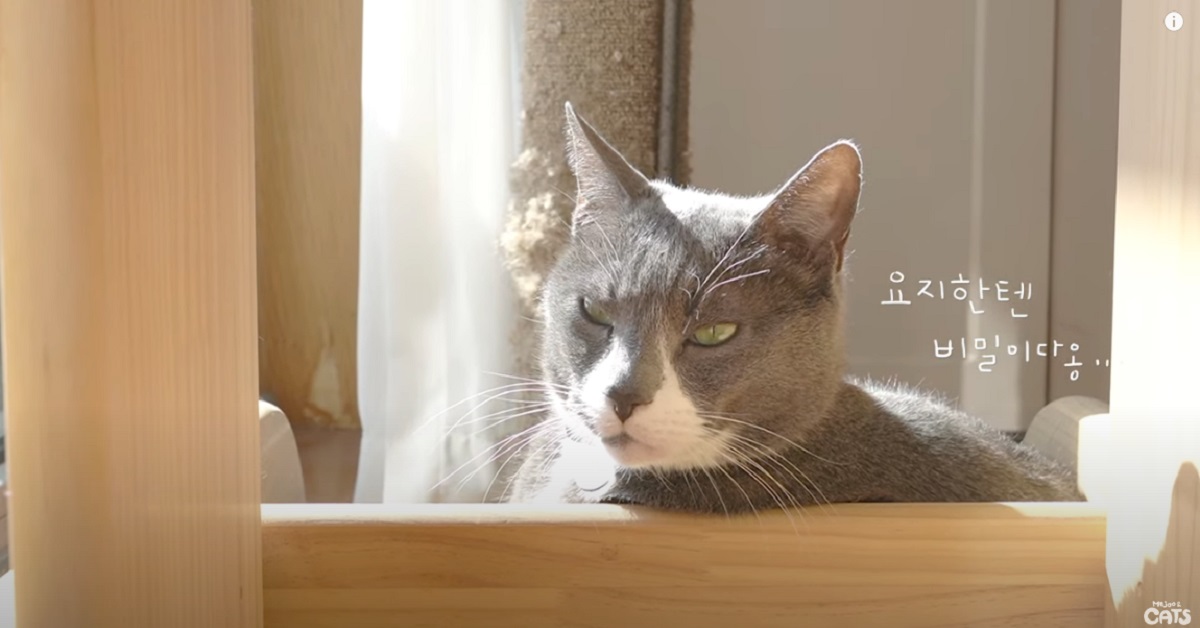 gattino Zenguri non vuole essere disturbato mentre si rilassa al sole al mattino