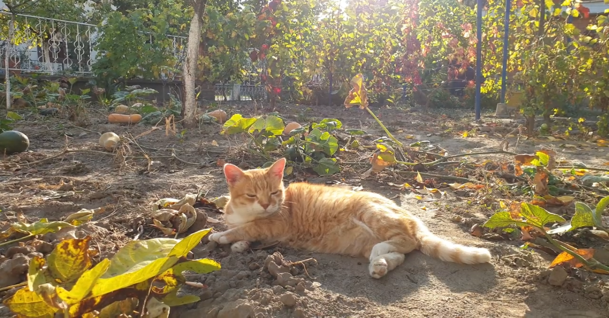 Un gattino ama stare al sole e si rilassa davvero moltissimo (VIDEO)