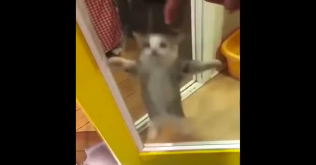 Un gattino balla al ritmo di Aserejé (VIDEO)