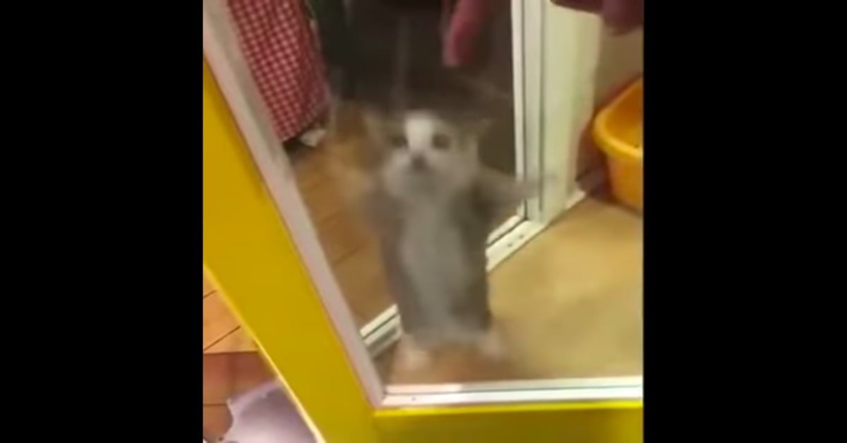 gatto balla una canzone spagnola