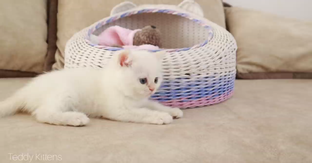 Un gattino bianco gioca con dei coniglietti dello stesso colore (VIDEO)