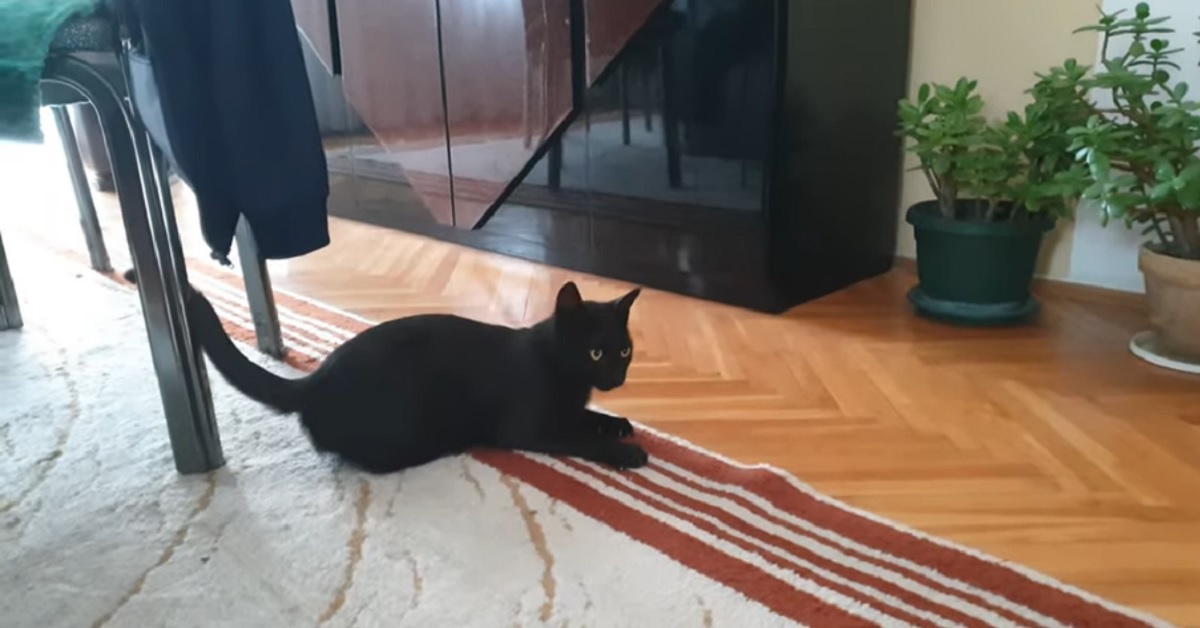 gattino che lotta con il tappeto