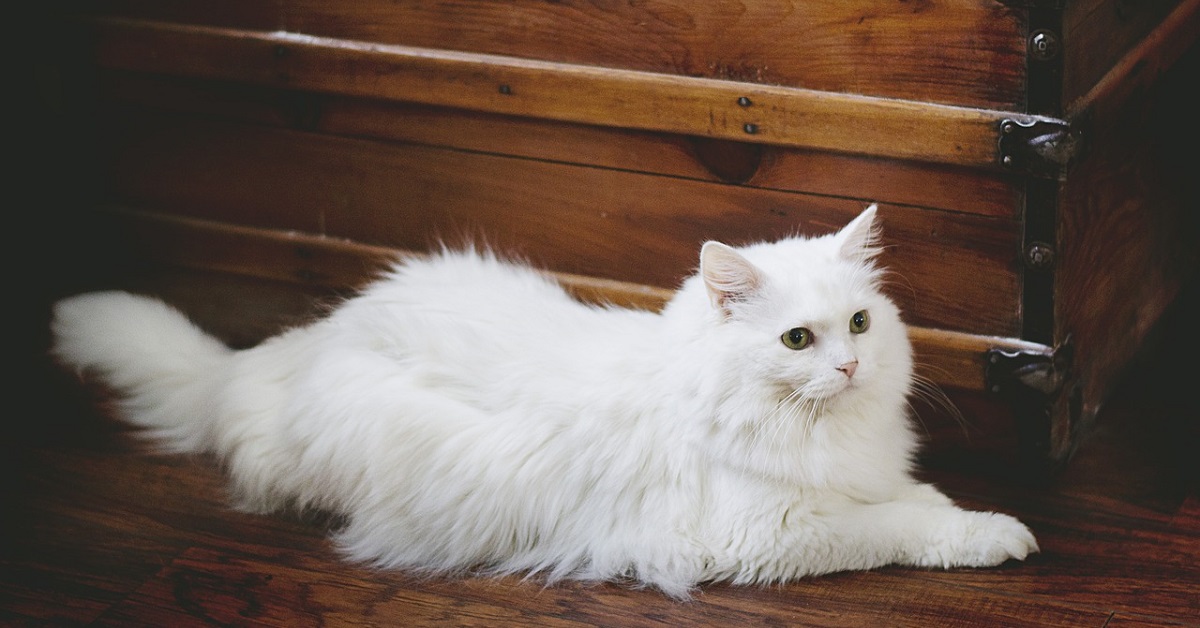 Xerxes, il gattino che riporta indietro la pallina e gioca come un cane (VIDEO)