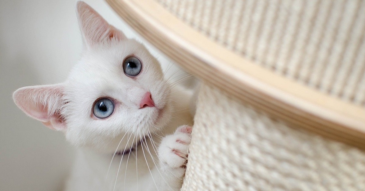 gattino che riporta indietro la pallina e gioca come un cane