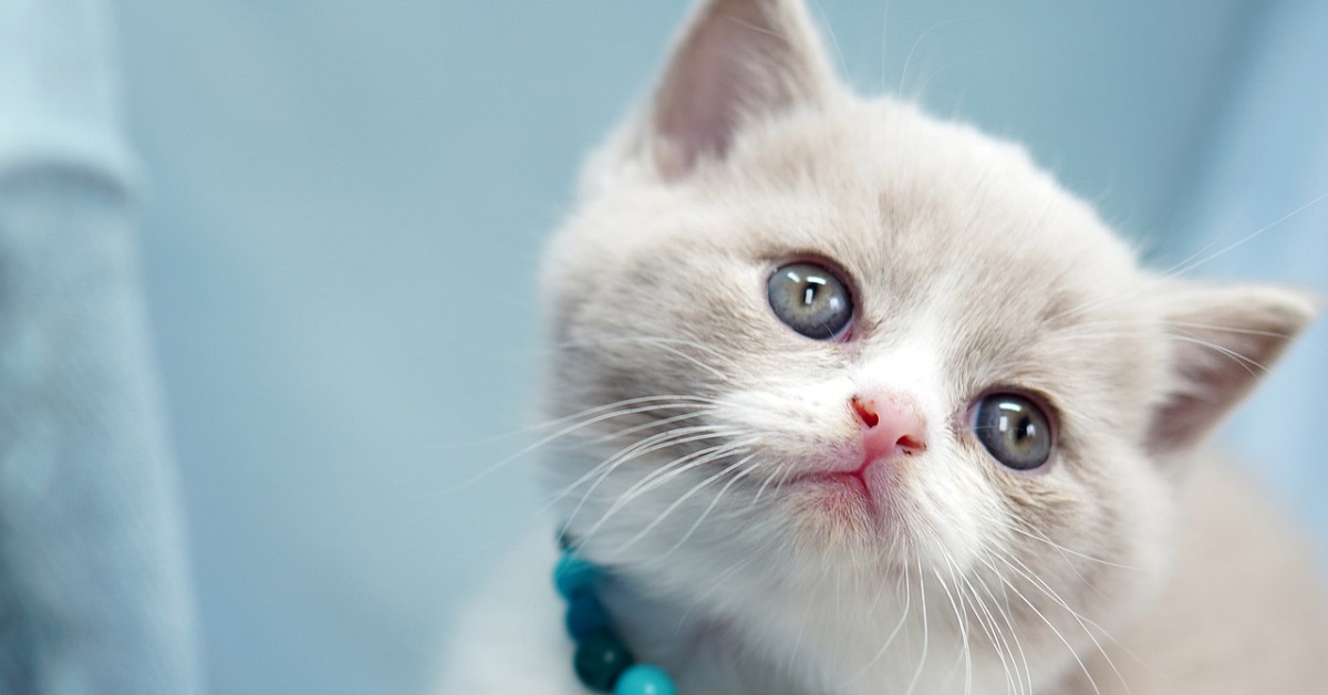 Dobby, il gattino che si impossessa del lettone dei suoi padroni (VIDEO)
