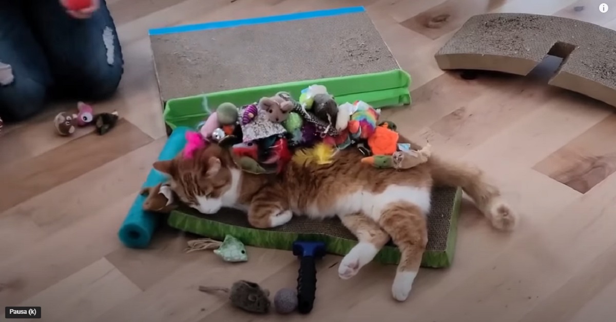 gattino che viene coperto dai giocattoli