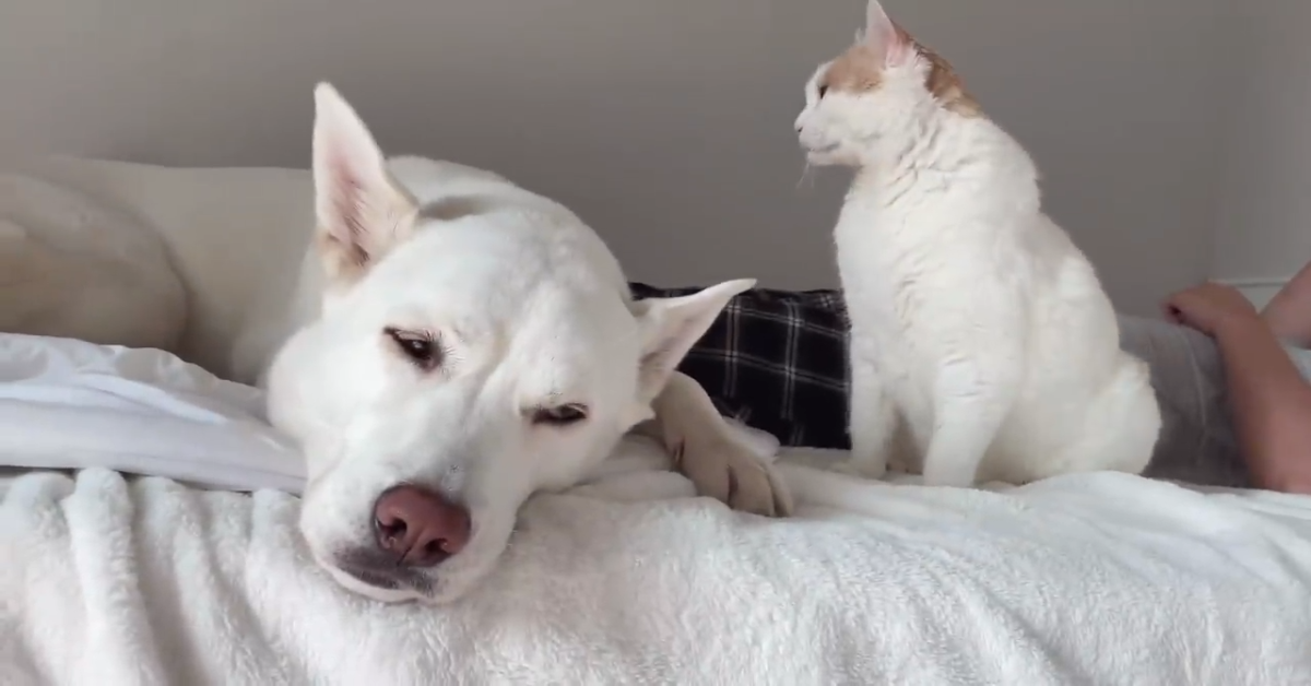 Un gattino disturba il cane con cui vive in casa (VIDEO)