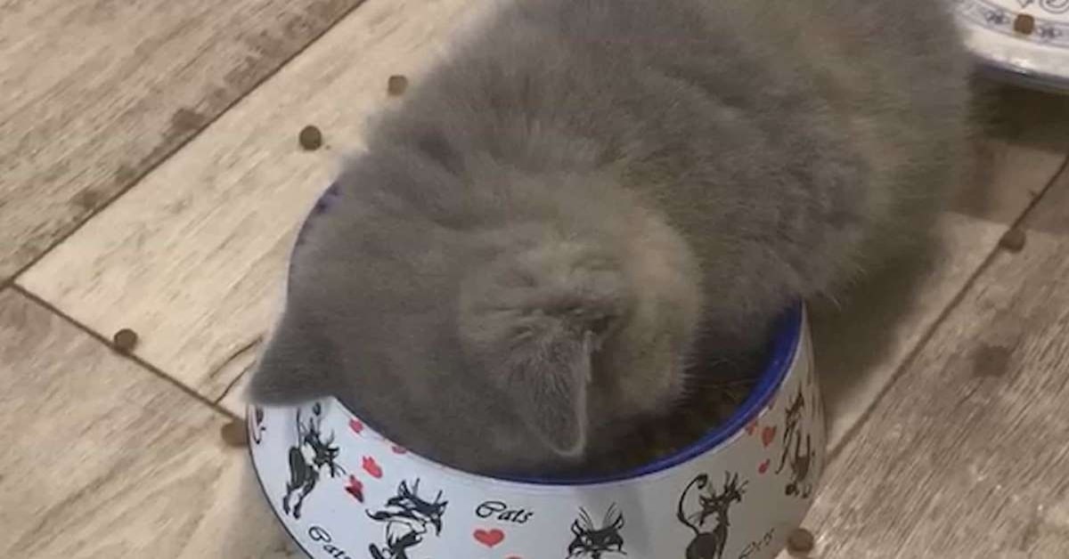Un gattino si addormenta in un luogo molto strano e causa tenerezza in rete (VIDEO)