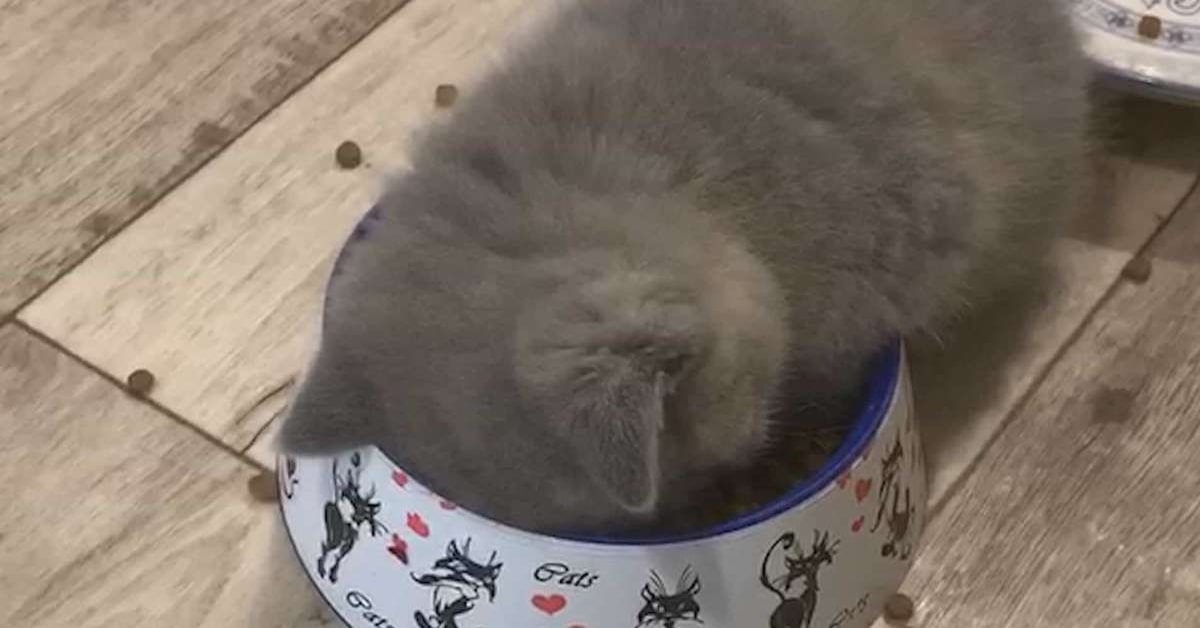 Un gattino si addormenta in un luogo molto strano e causa tenerezza in rete (VIDEO)